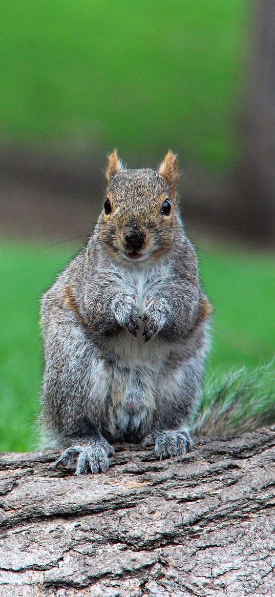 squirrel, timber, sit, wait, grass