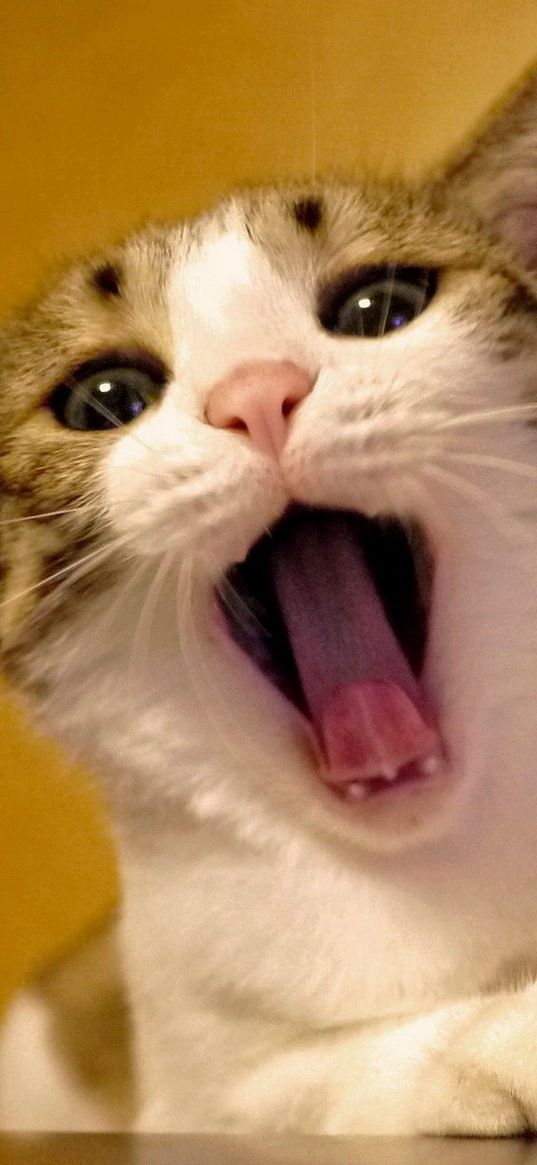 cat, yawn, face, beautiful