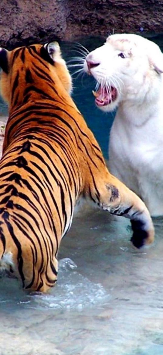 tigers, water, fighting, river