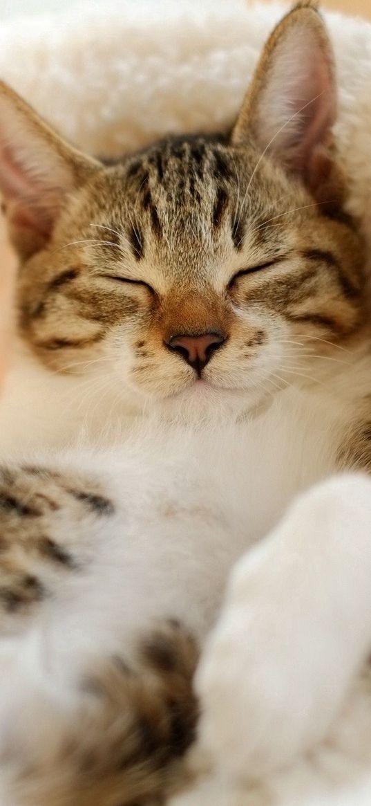 cat, lying down, sleeping, striped