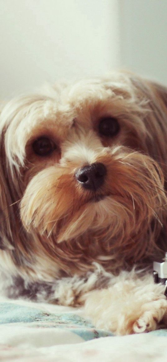 dog, camera, bed, lie, face, fluffy, terrier