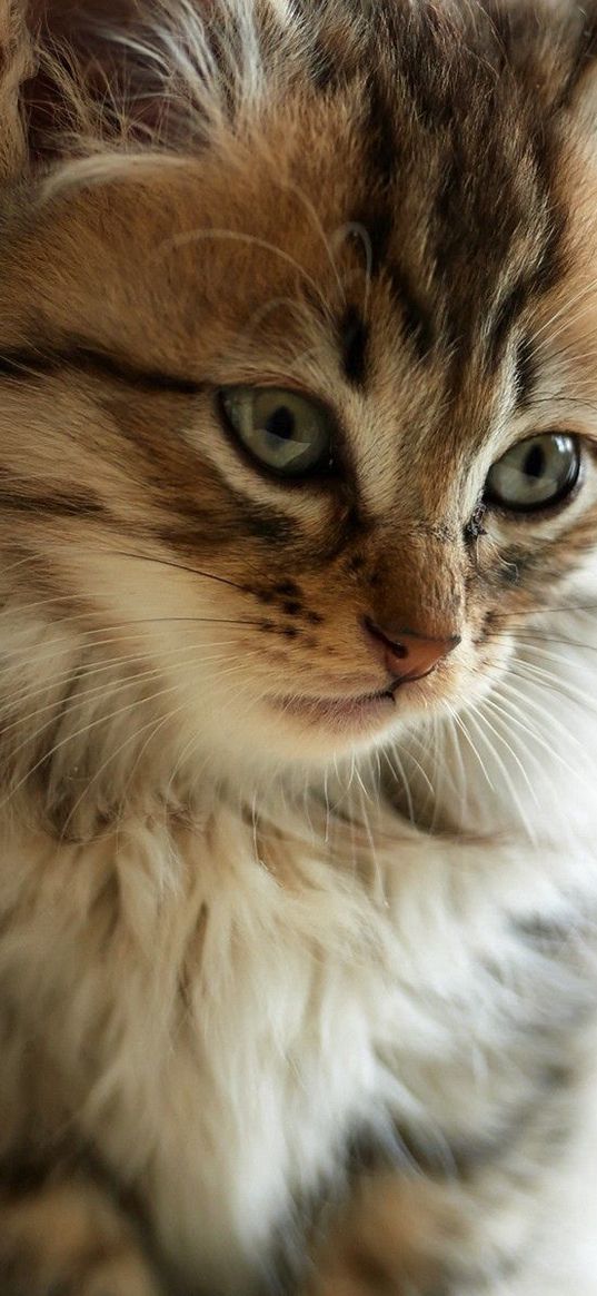 fluffy, kitten, face, look, watch