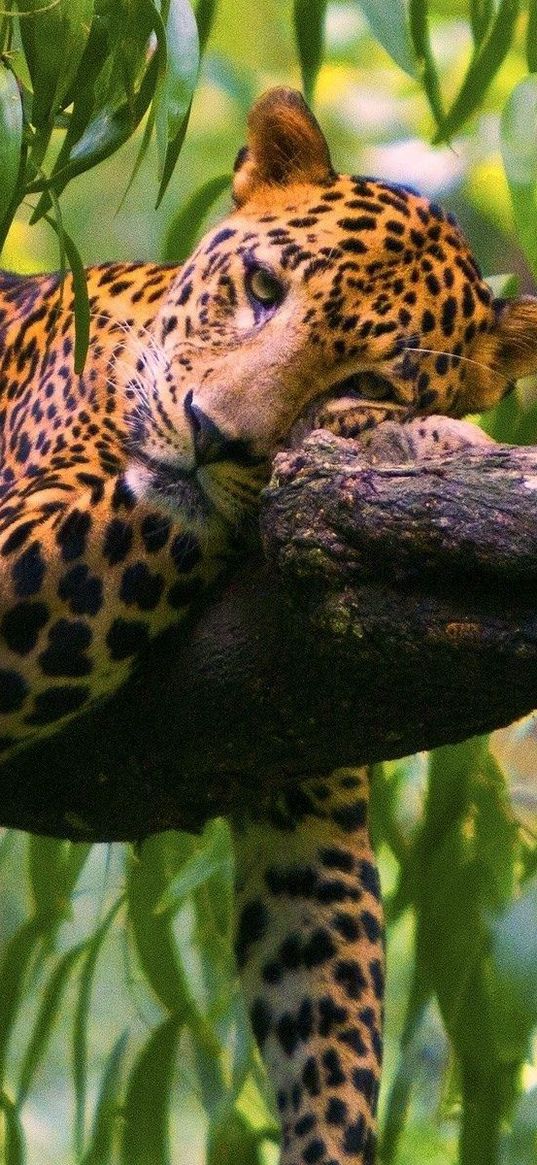 leopard, branches, trees, lie down, predator