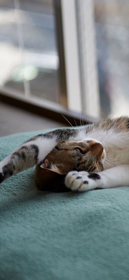 cat, down, dream, rug, window