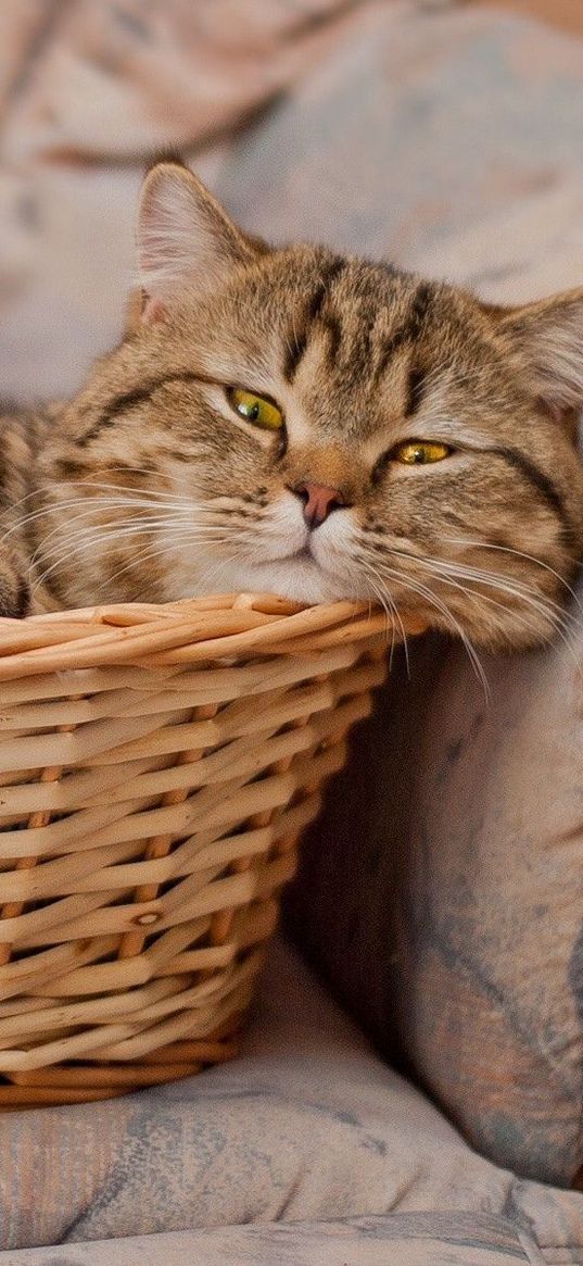 basket, cats, lie face