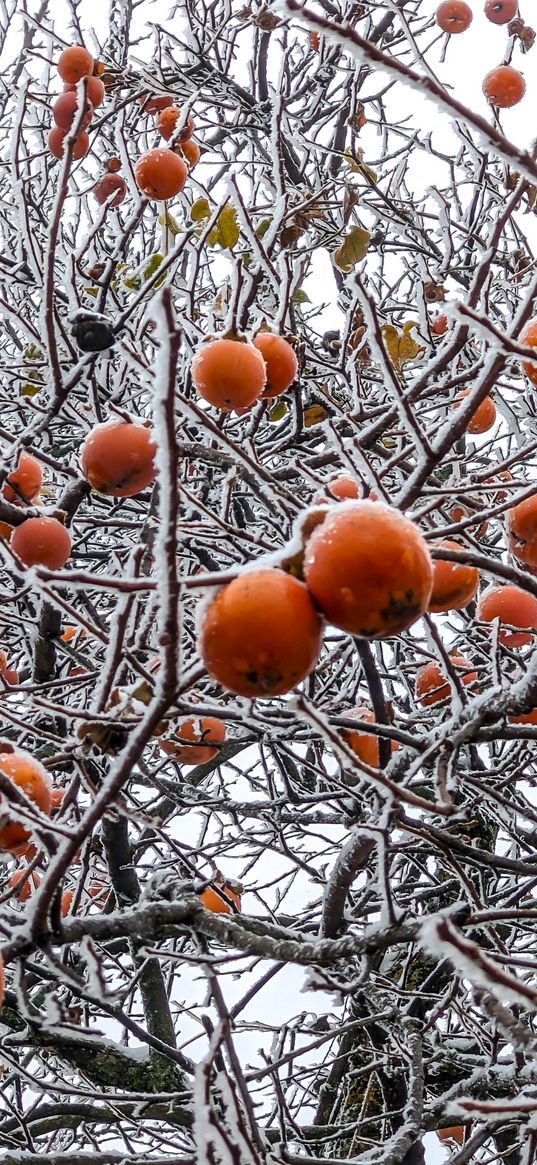 fruit tree, snow, fruit, branches