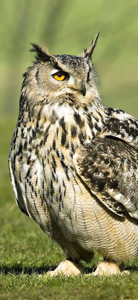 owl, bird, grass, large, walk, predator