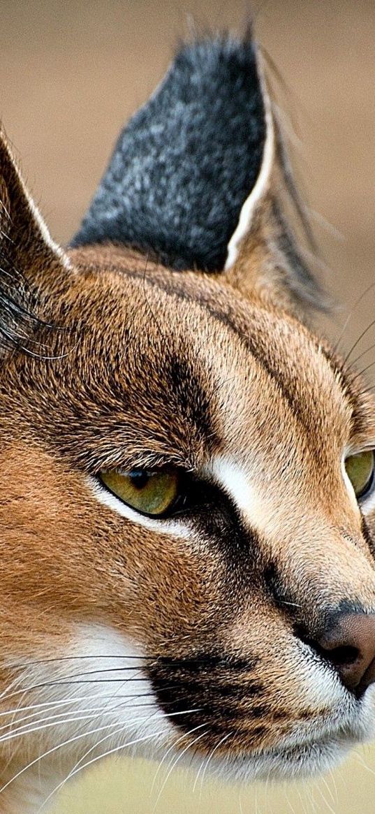 caracal, look, face, predator, ears