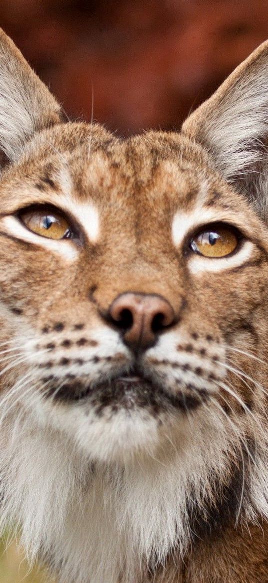 lynx, face, eyes, variety