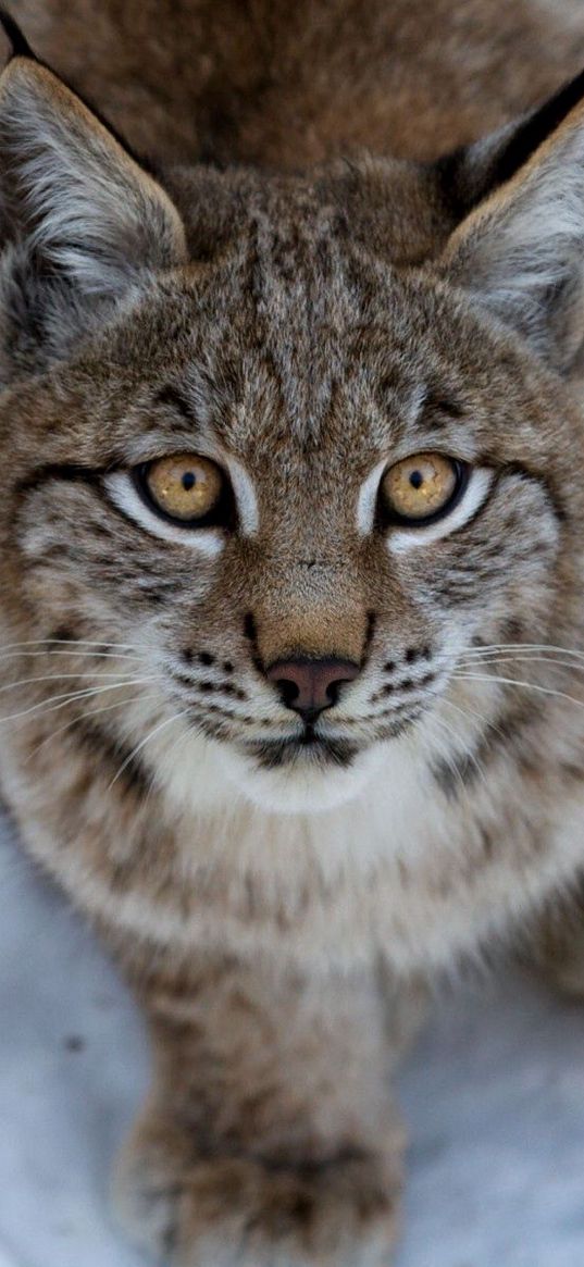 snow, eyes, fear, lynx