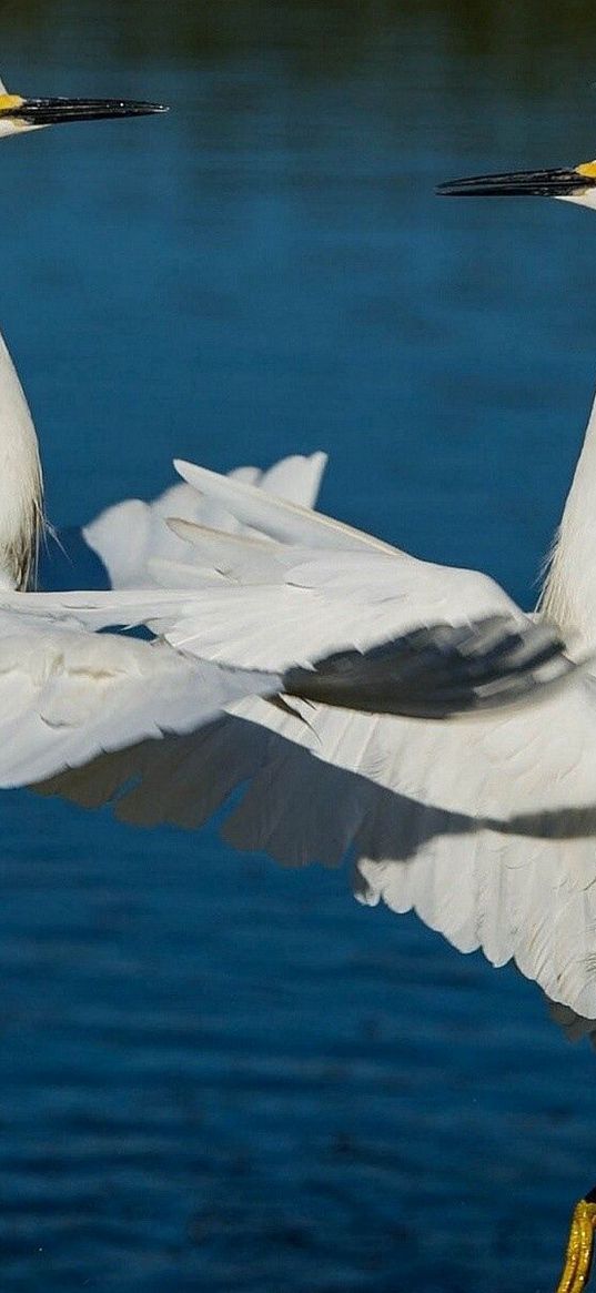 herons, water, river, couple