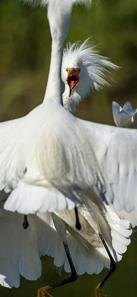 heron, bird, feathers, white