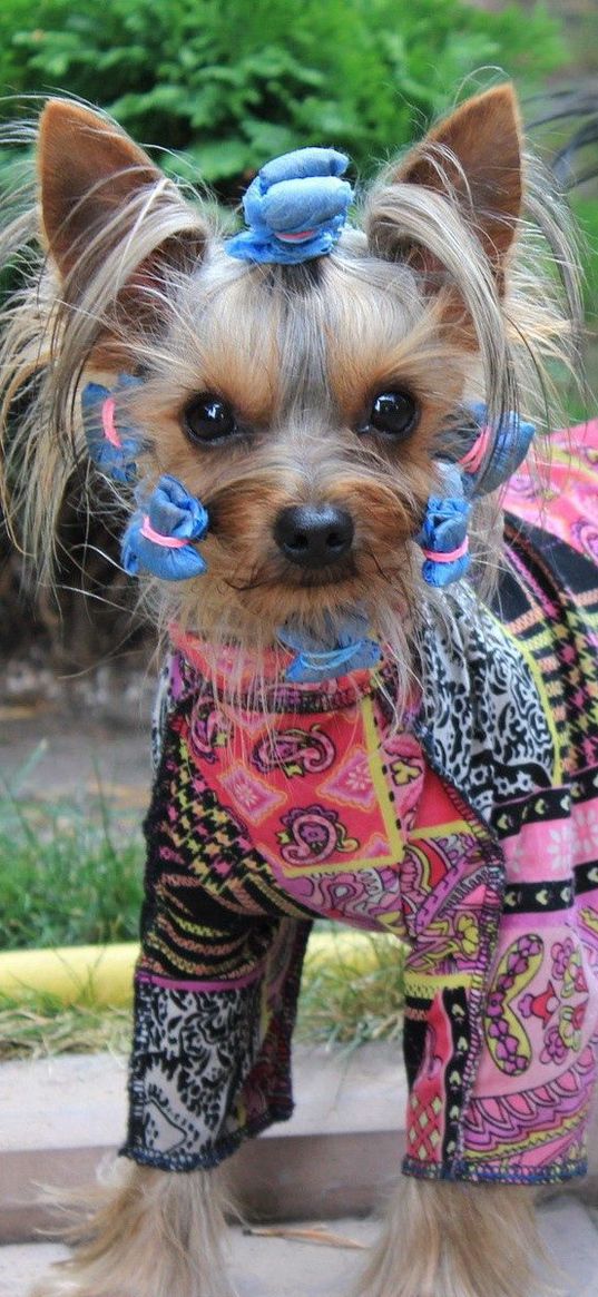 yorkshire terrier, costume, dog, puppy