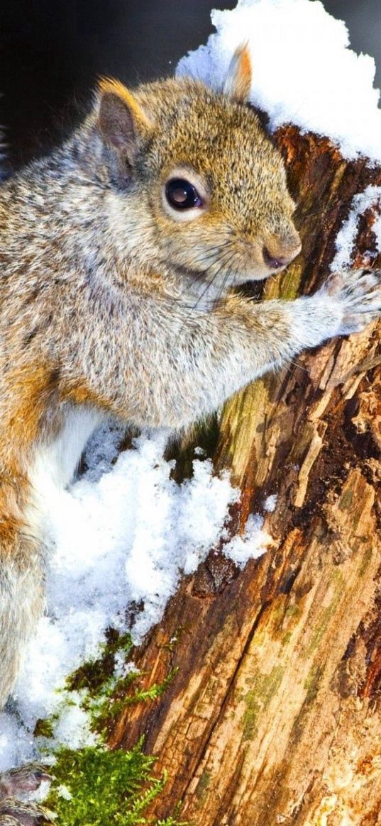 squirrel, snow, tree, climbing, animal