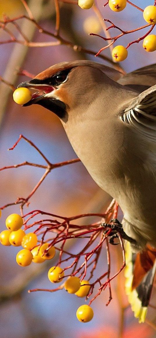 waxwing, bird, branch, berries