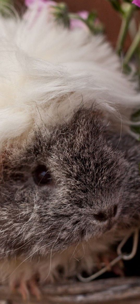 guinea pig, fluffy, look, pretty, rodent