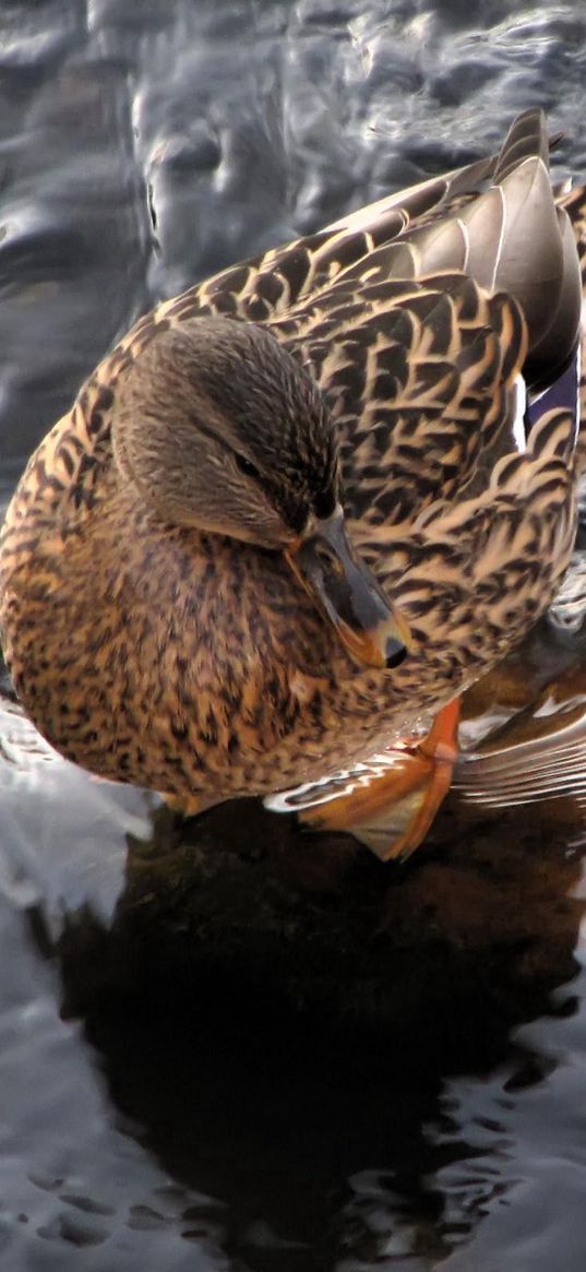 duck, water, waves, feathers, bird