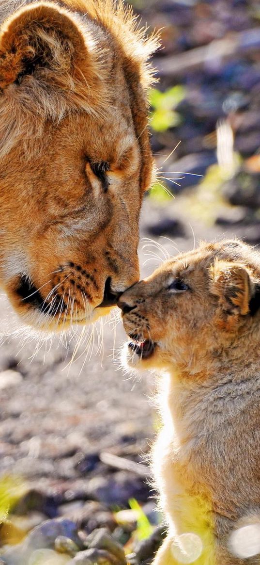 lion, cub, tenderness, care