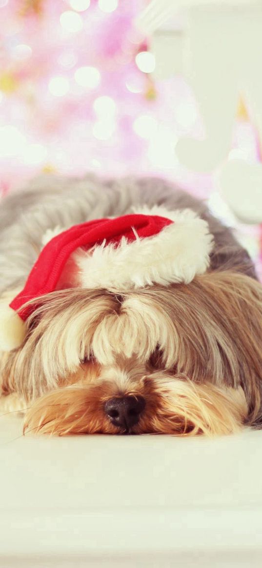 dogs, terrier, hats, sleeping, puppy