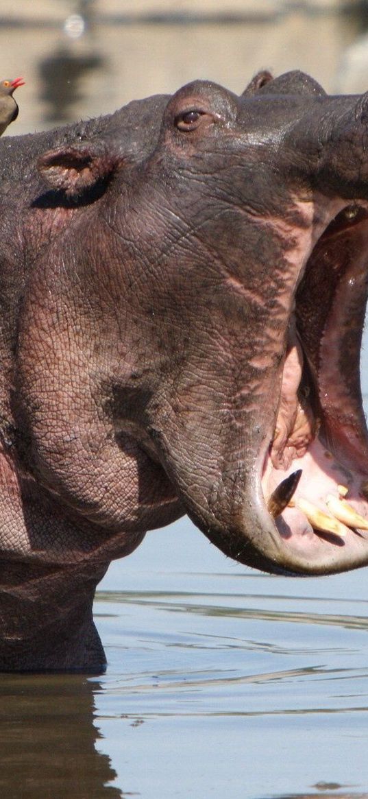 hippo, mouth, angry, water