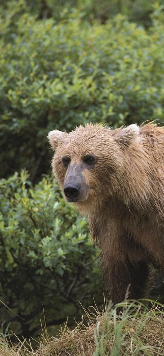 bear, grass, gait