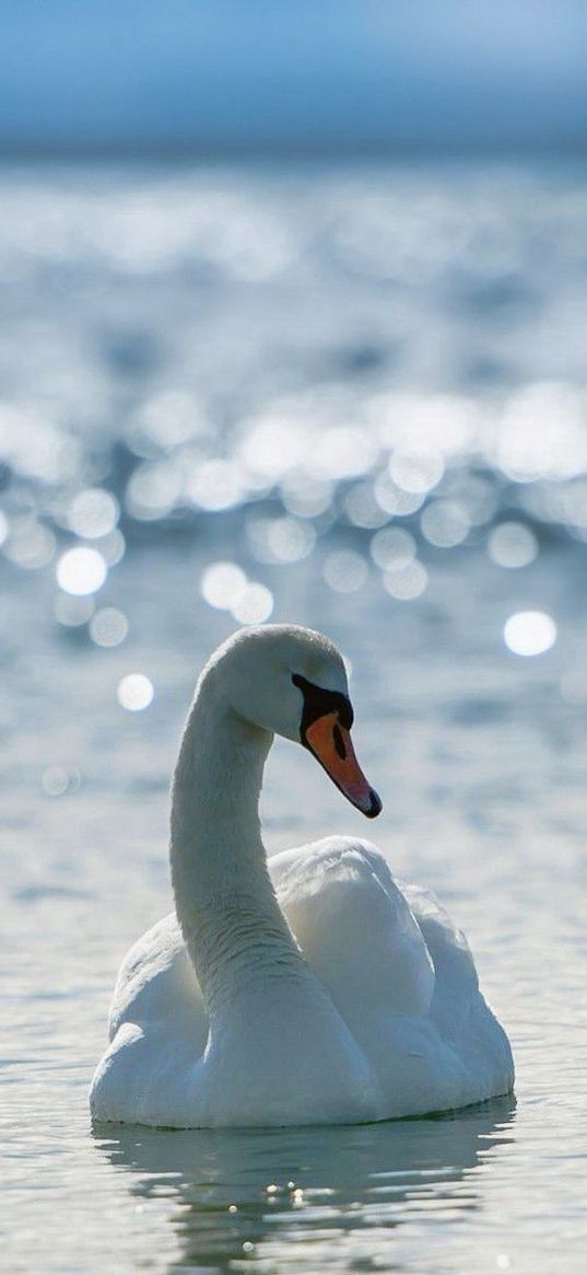 swans, birds, water, swim