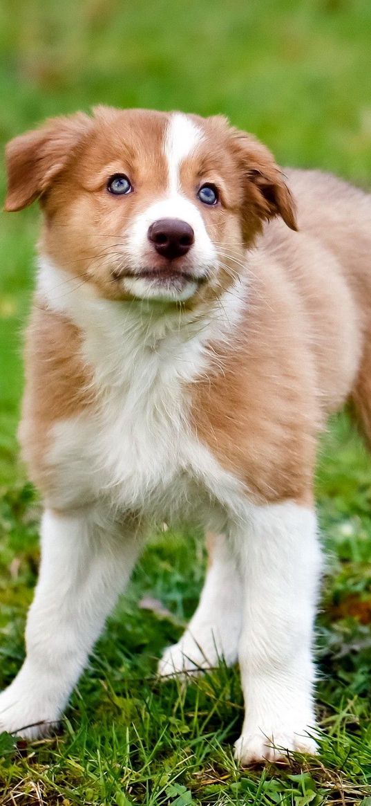 dog, puppy, color, grass, watch