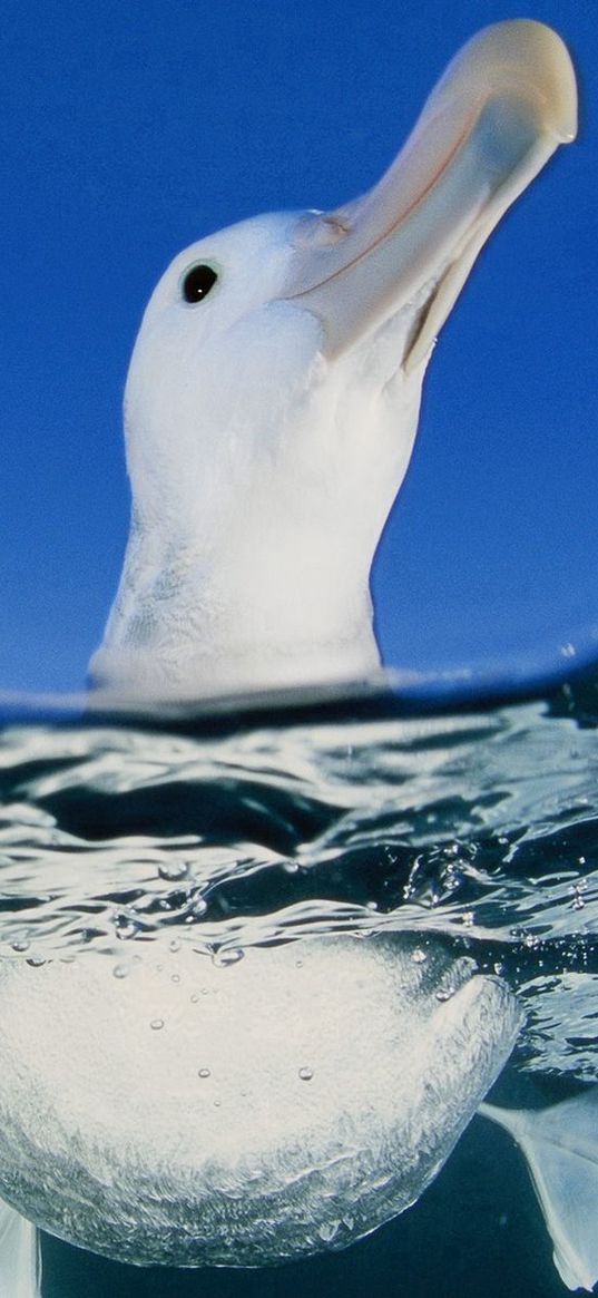 duck, bird, water, sea, swim