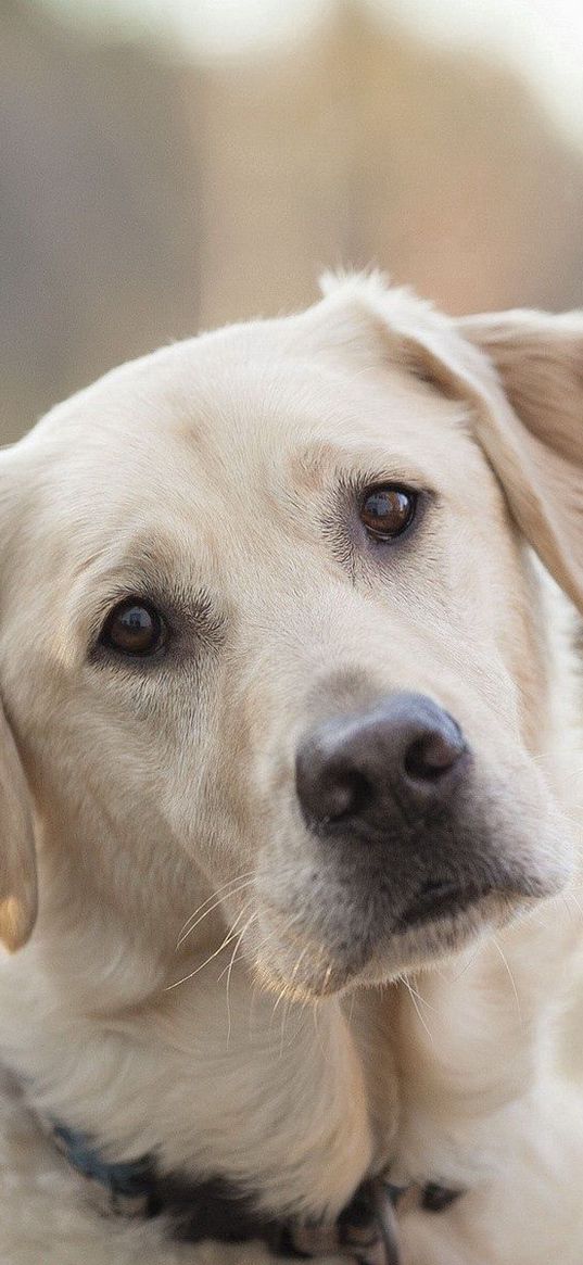 dog, labrador, look, face, sad