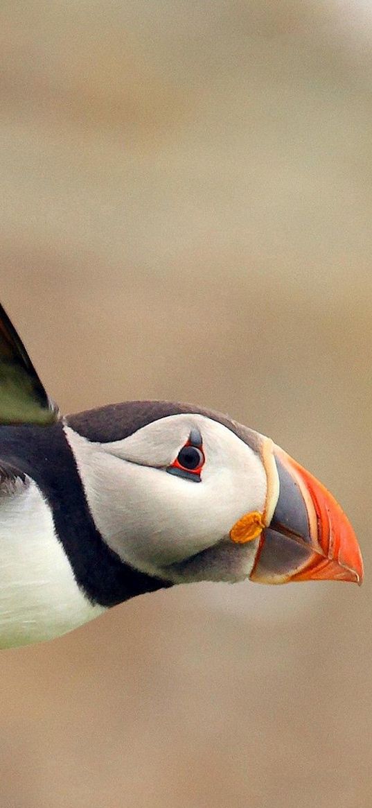 puffin, bird, flight, color