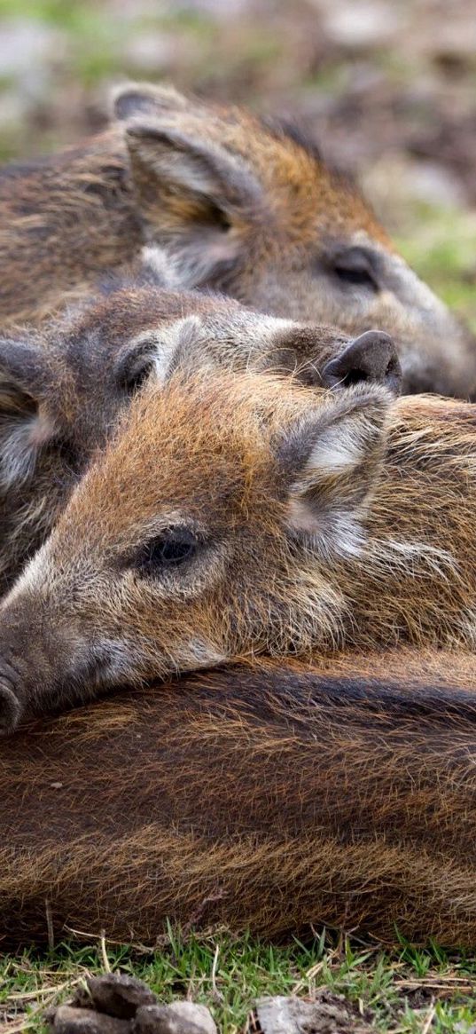 boar, young, grass, lie, bask