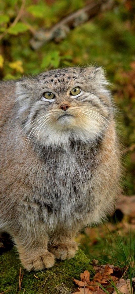 manul, grass, leaves, wood, fluffy