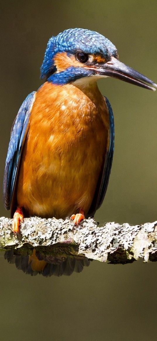 kingfishers, birds, branch, creek