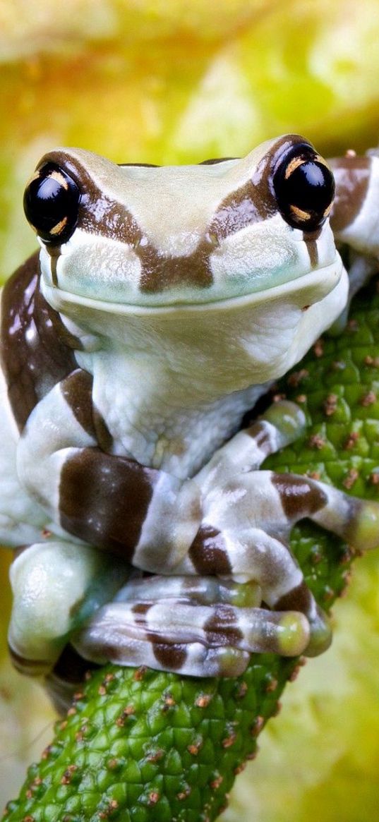 frog, flower, small, sitting