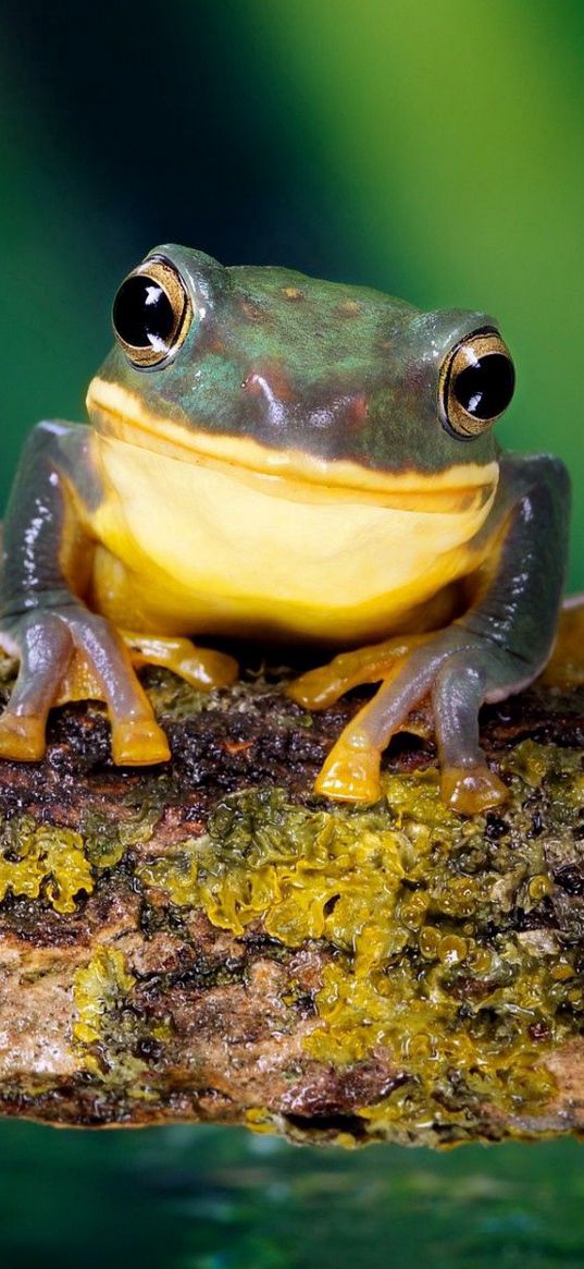 frog, bright color, branch, moss