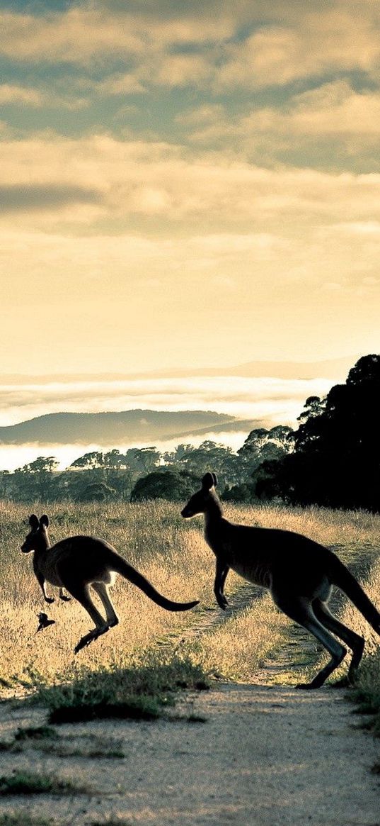 kangaroo, trail, grass, jump