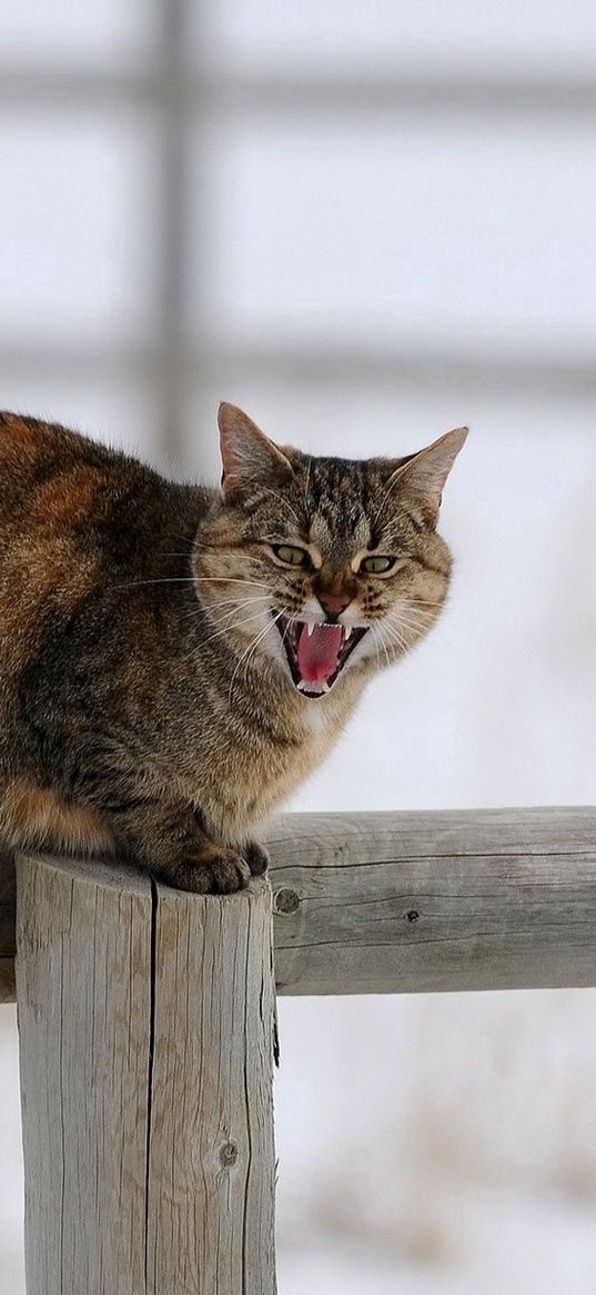 cat, fence, cry, sit, winter, snow