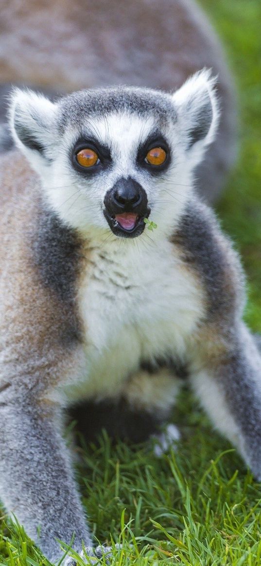 lemurs, grass, family