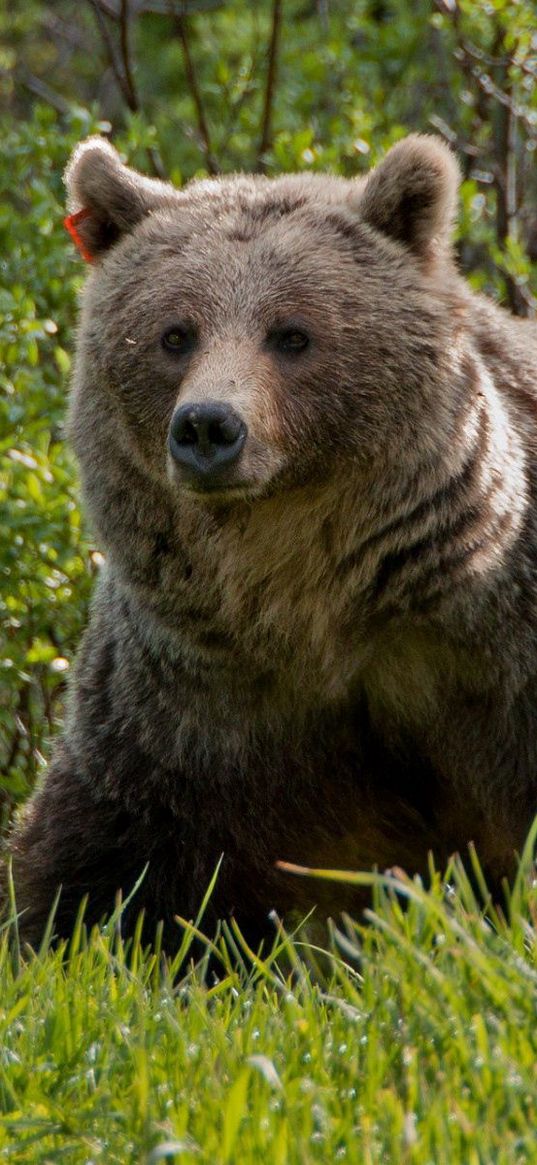 bear, grass, walk, large