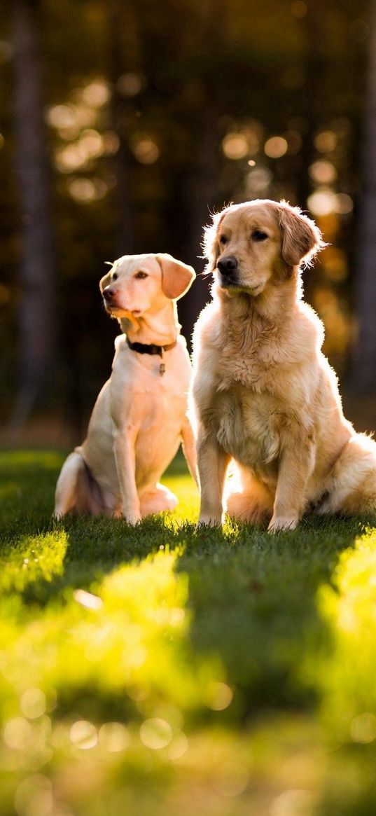 dogs, grass, light, pair