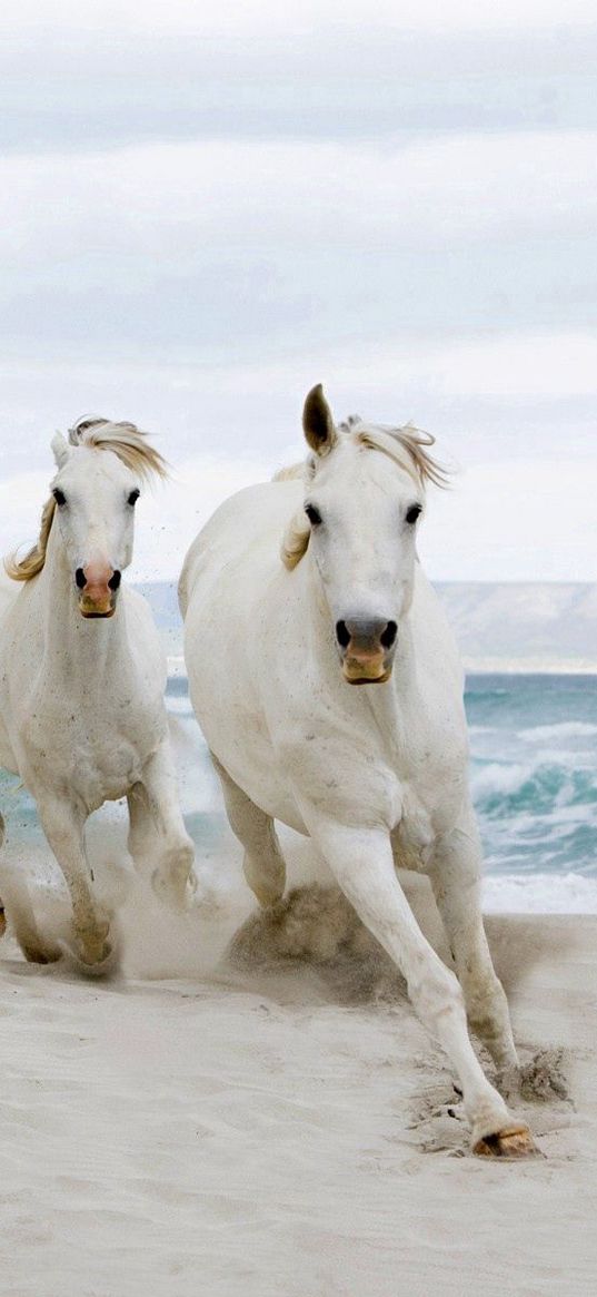 horse, beach, sand, tabun