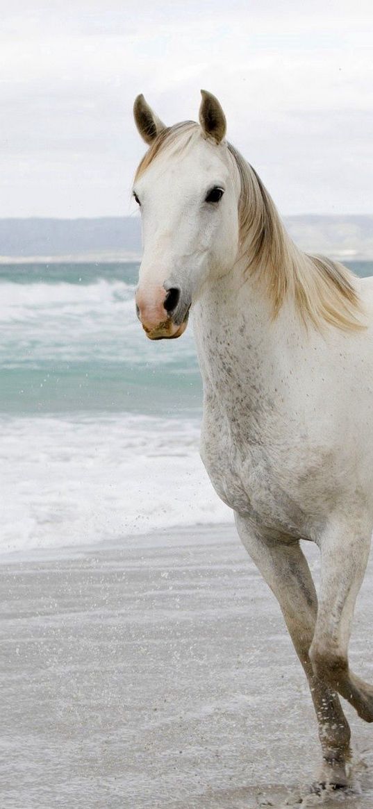 white horse, sand, sea, escape