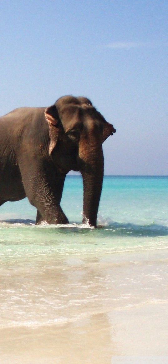 elephants, sea, walking, couple