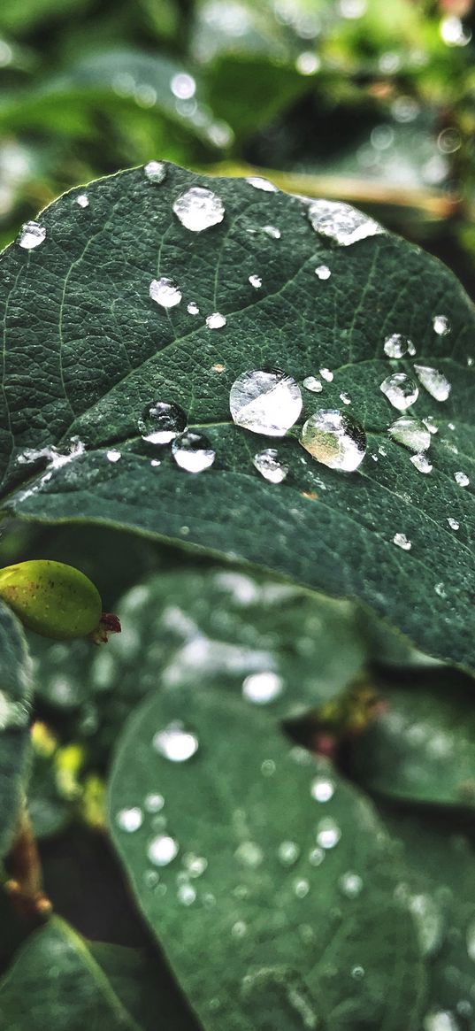 leaves, plant, drops, sprouts, green