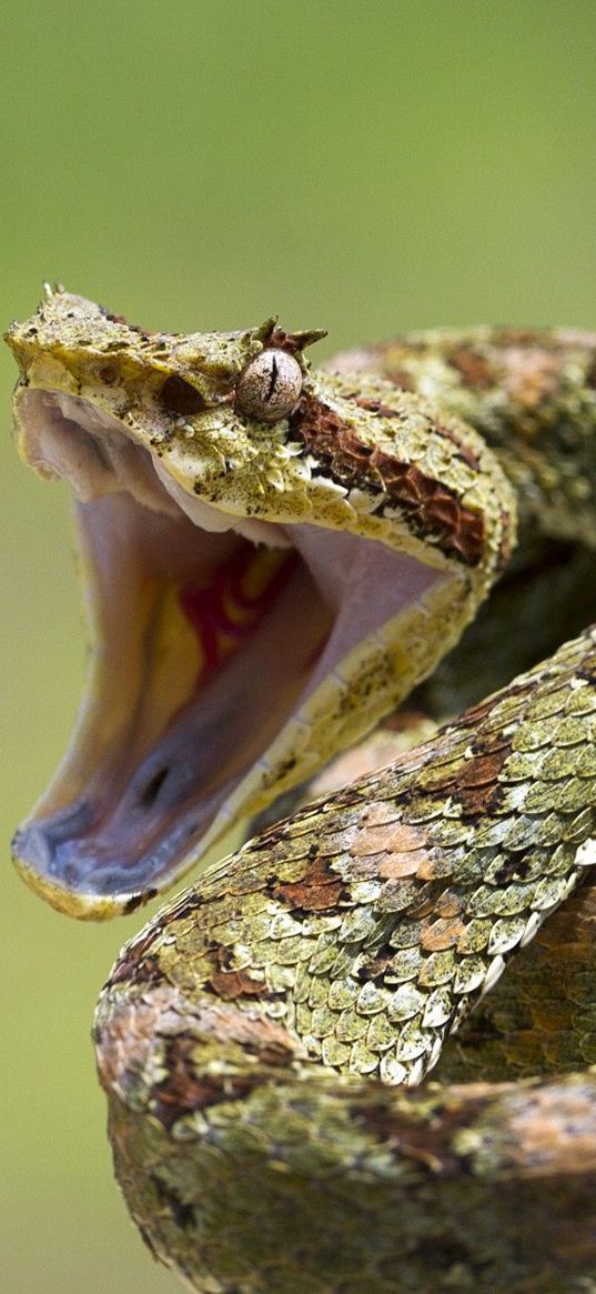 snake, aggression, teeth, bending