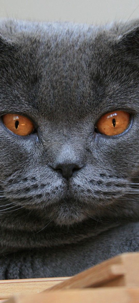 cat, briton, face, eyes