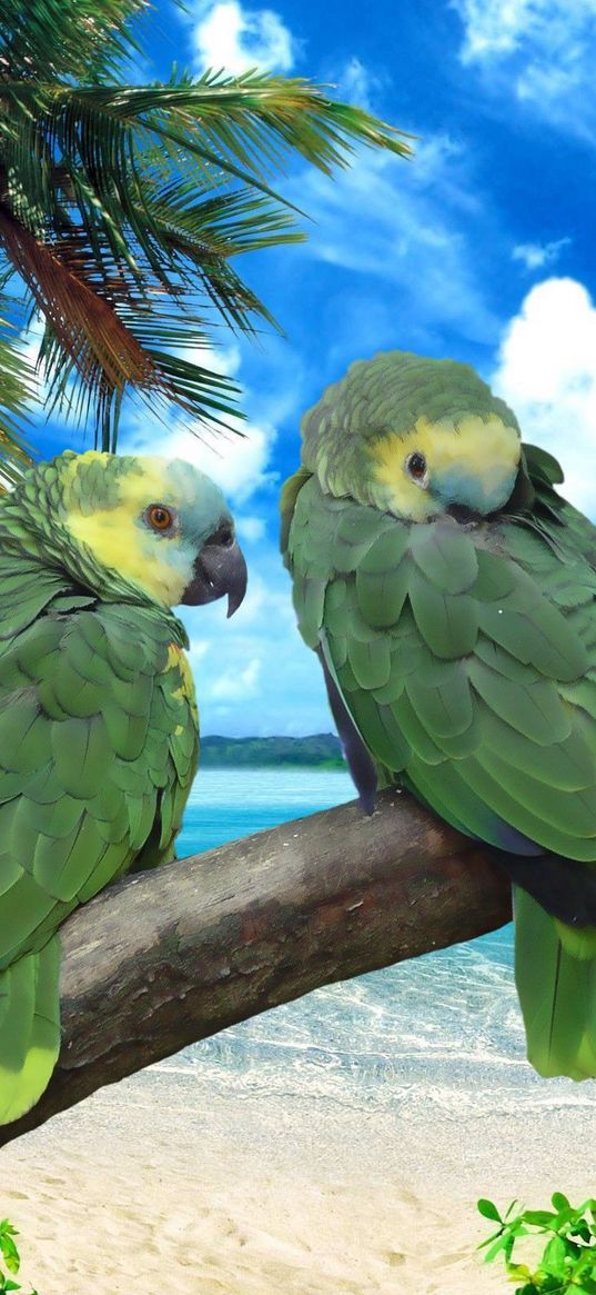 parrots, beach, sea, sky, summer, pair