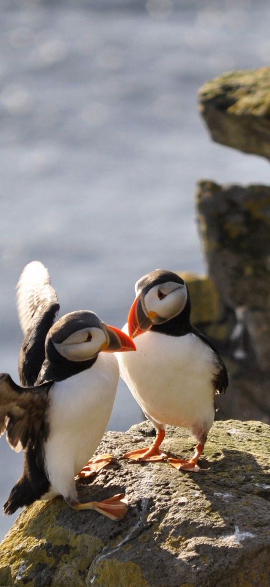 puffins, birds, rocks, water