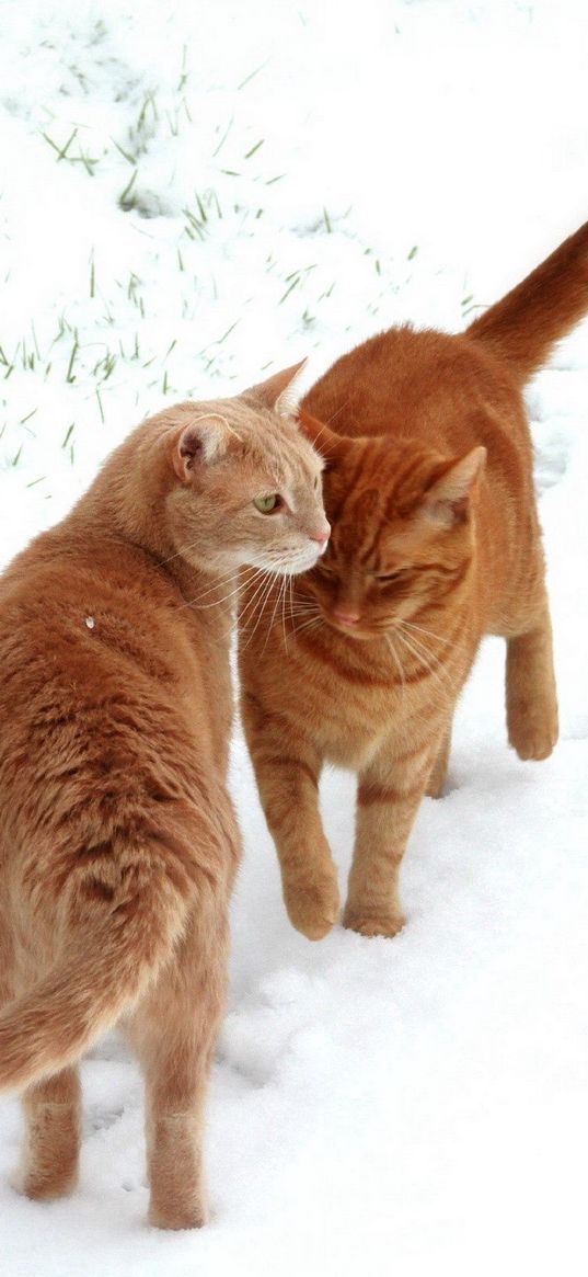 cats, couple, snow, footprints