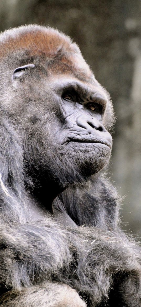 gorilla, sitting, monkey